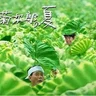 기쿠지로의 여름