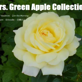 Mrs. Green Apple 5曲　Collection