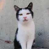 しょうなミュージック