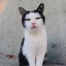 しょうなミュージック