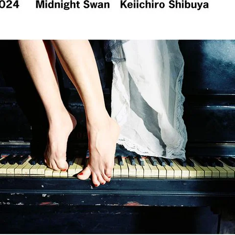 Midnight Swan