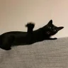 Koma.