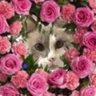ムーちゃんmusic